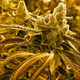 Cannabis